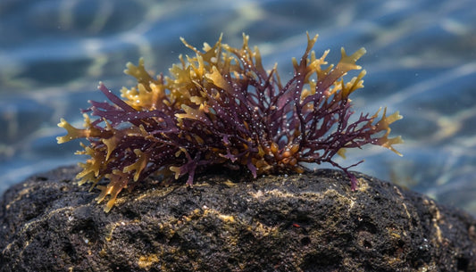 Organic Sea Moss: A Conscious Buyer's Guide to Purity and Potency