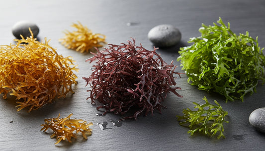 Sea Moss Color Guide: Understanding Gold, Purple, and Green Varieties in 2026