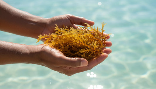 Highest Quality Sea Moss: The 2026 Buyer’s Guide to Purity and Potency