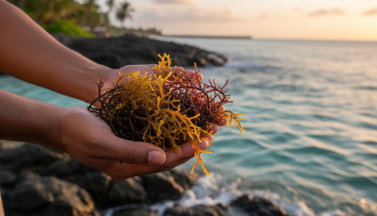 Where to Buy Sea Moss in 2026: A Buyer’s Guide to Authentic Wildcrafted Quality