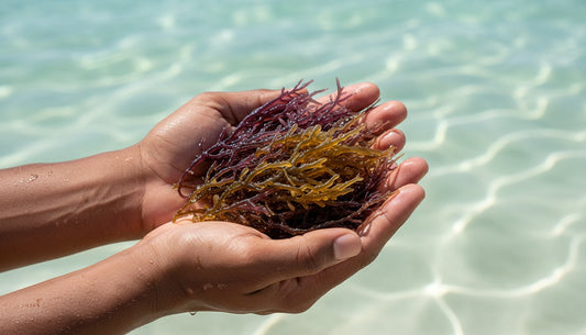 True Sea Moss: A Guide to Identifying Authentic Wildcrafted Algae