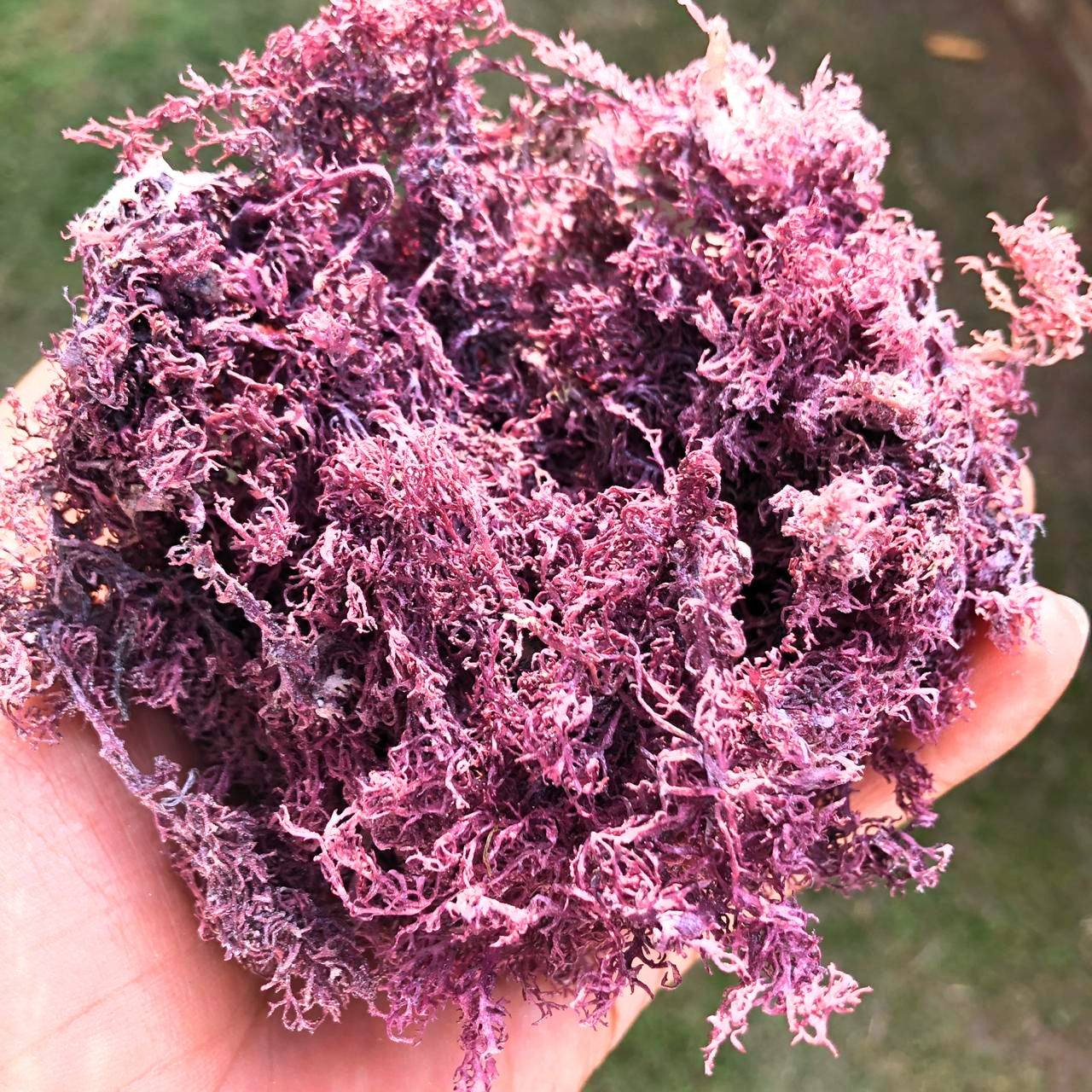 raw organic Jamaican sea moss in hand, purple wildcrafted dry seaweed 4oz