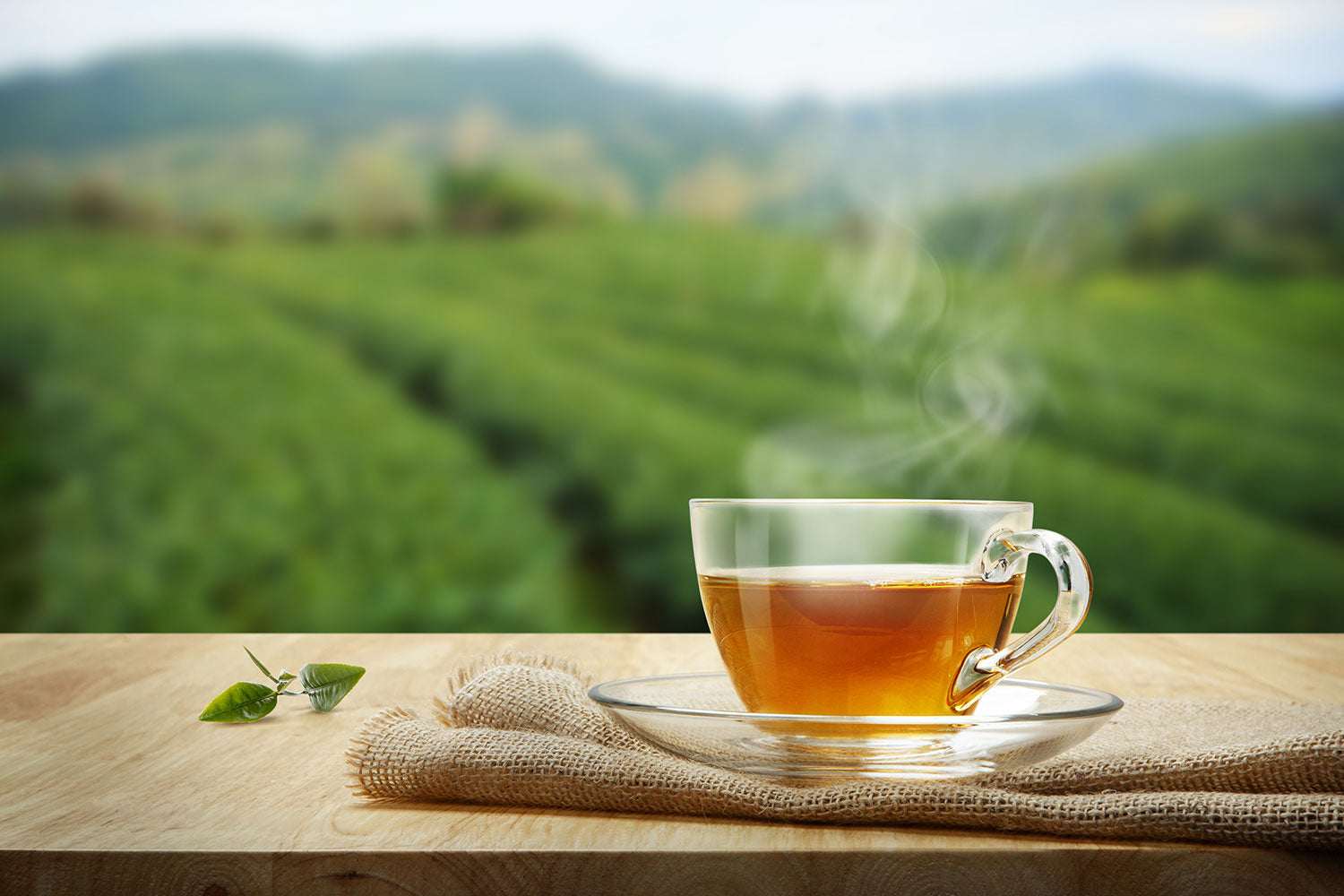 Shavuot Soursop Moringa Tea in glass cup with leafy background, 24 teabags.