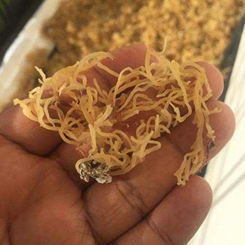 Raw wildcrafted Jamaican sea moss held in hand, rich in nutrition and healthy superfood.
