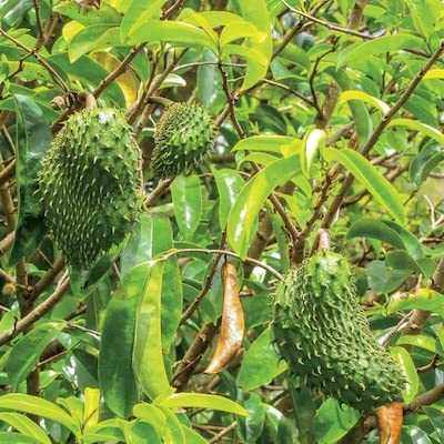 Soursop tree with green fruit and leaves.