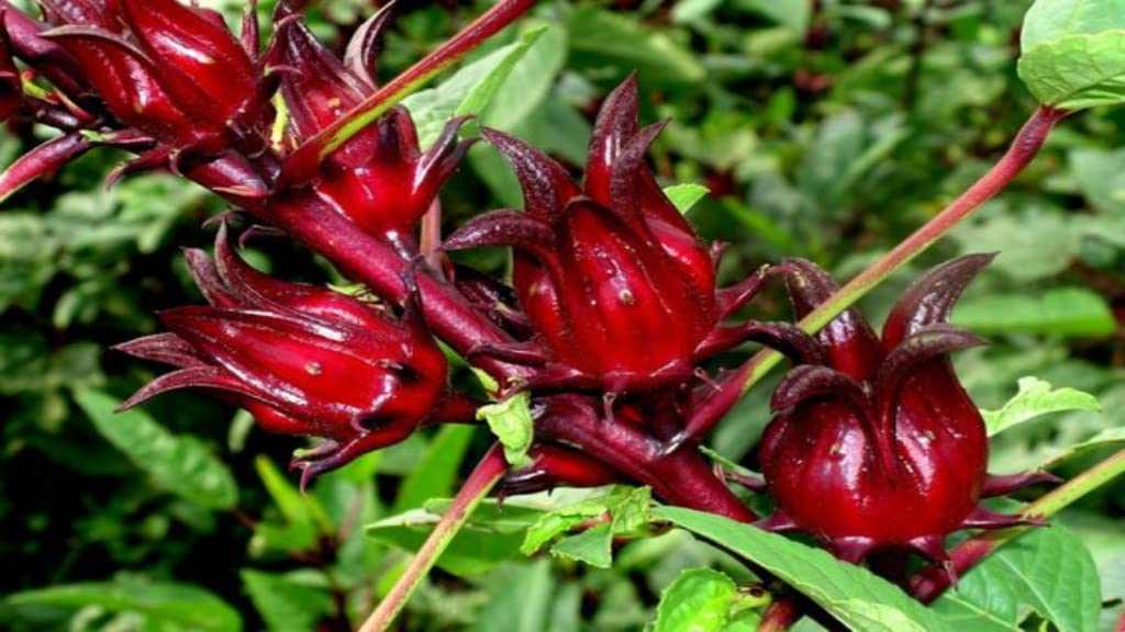 Dried Jamaican Sorrel Hibiscus plant with vibrant red calyxes in lush green foliage.