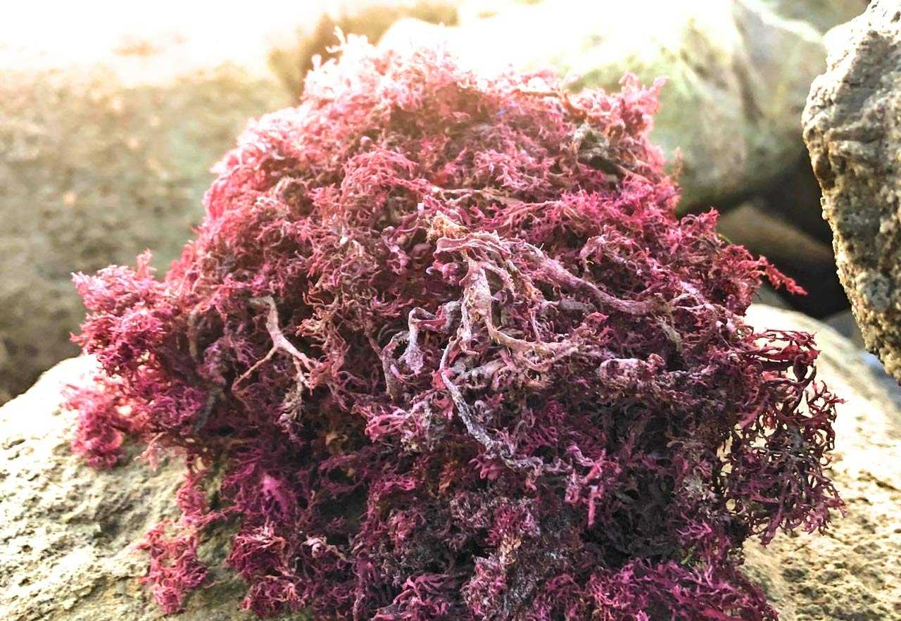 Raw wildcrafted Jamaican sea moss for nutrition and health.