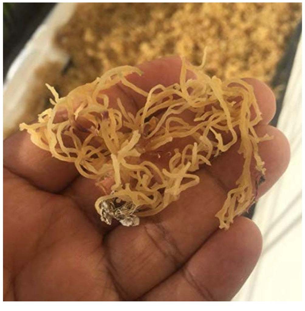 Jamaican Sea Moss Powder 8oz held in hand, showcasing its texture and quality.