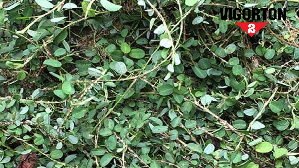 Jamaican Medina herb for herbal tea, 4oz package.