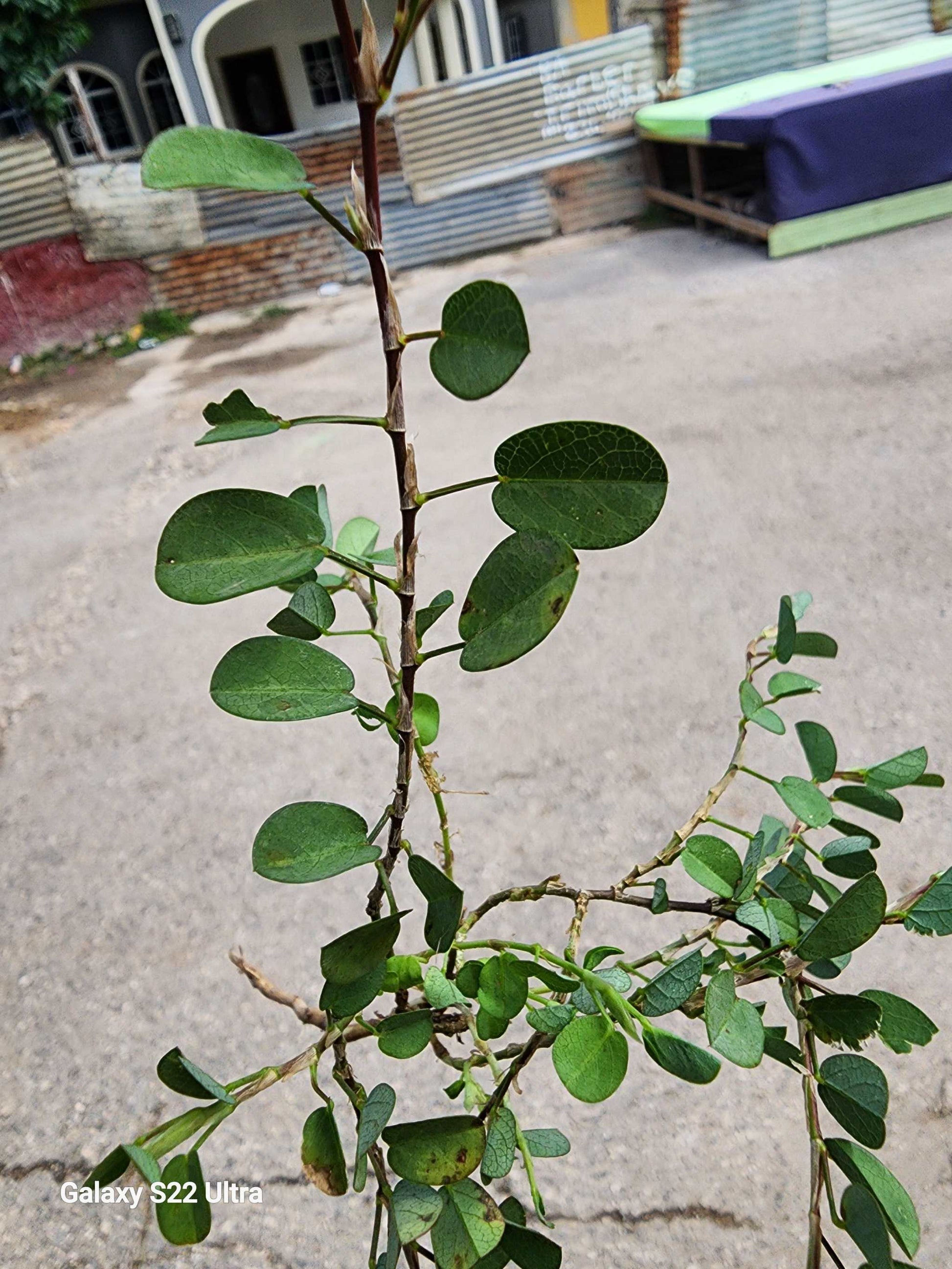 Rastaman Stew Jamaican Medina dried herb plant with green leaves, outdoor setting.