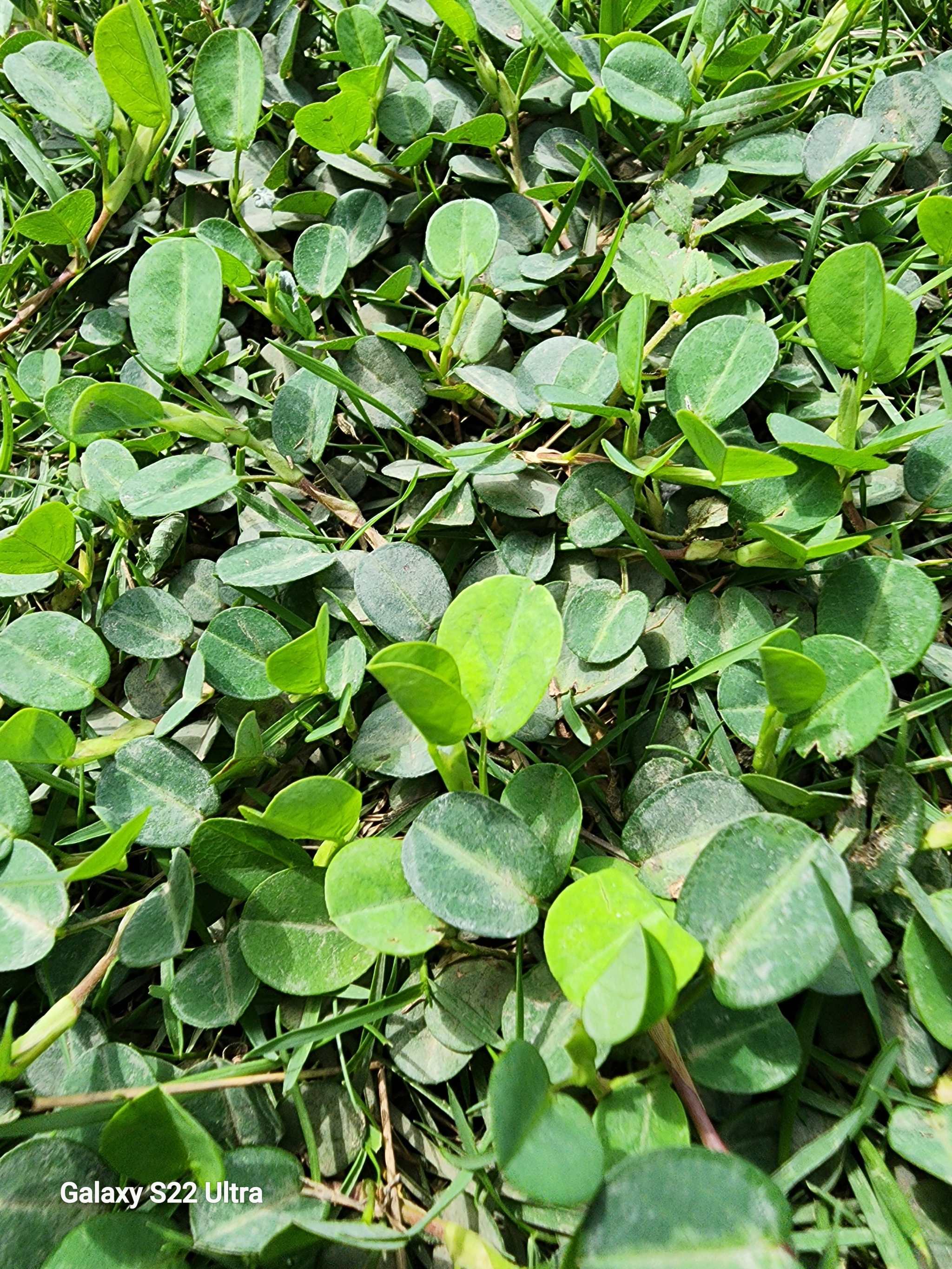 Rastaman Stew Jamaican Medina dried herb on green foliage background.