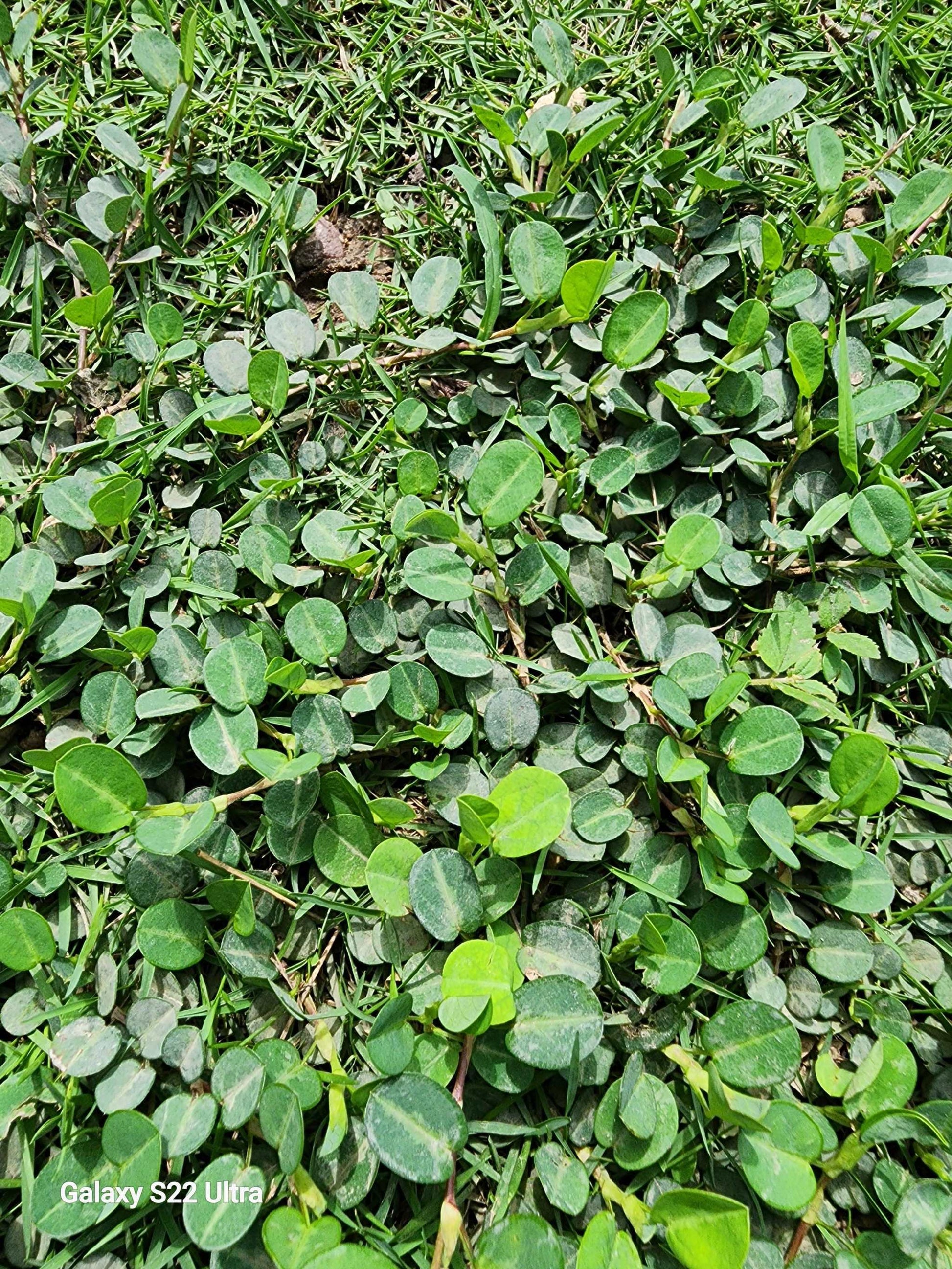 Rastaman Stew Jamaican Medina dried herb plant leaves on grass.