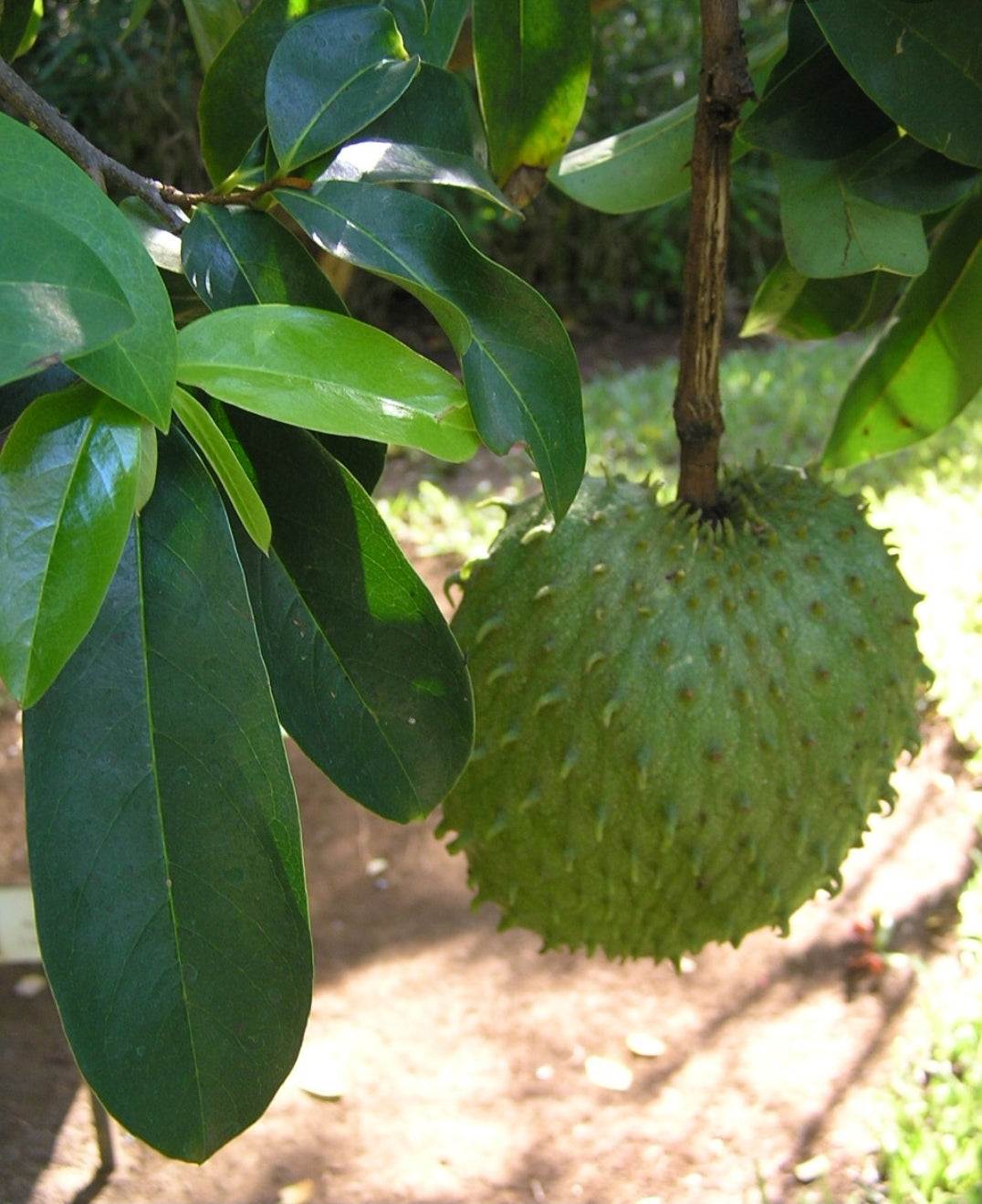 Soursop fruit hanging from a tree branch with green leaves.