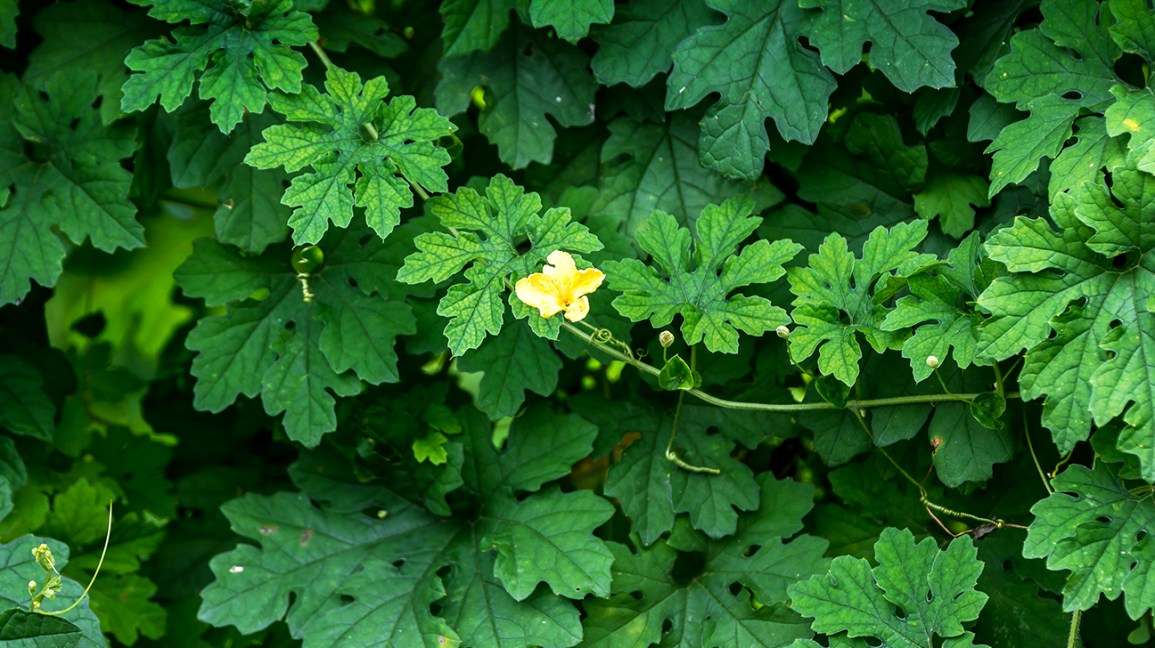 Dried Jamaican cerasee and bitter melon plant leaves with a yellow flower.