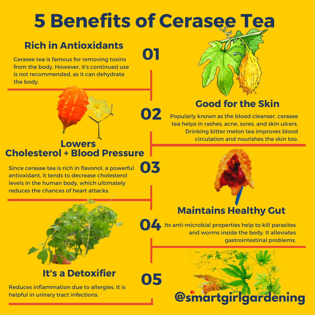 Benefits of cerasee tea infographic with antioxidant, skin, cholesterol, gut, and detoxifier information.