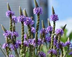 Sipacupa Blue Vervain Herbal Organic Tea Bags, 24 count, featuring vibrant blue vervain flowers, Jamaican-sourced.