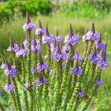 Jamaican Blue Vervain flowers in a natural setting, representing Rastaman Stew Loose Leaf Tea.