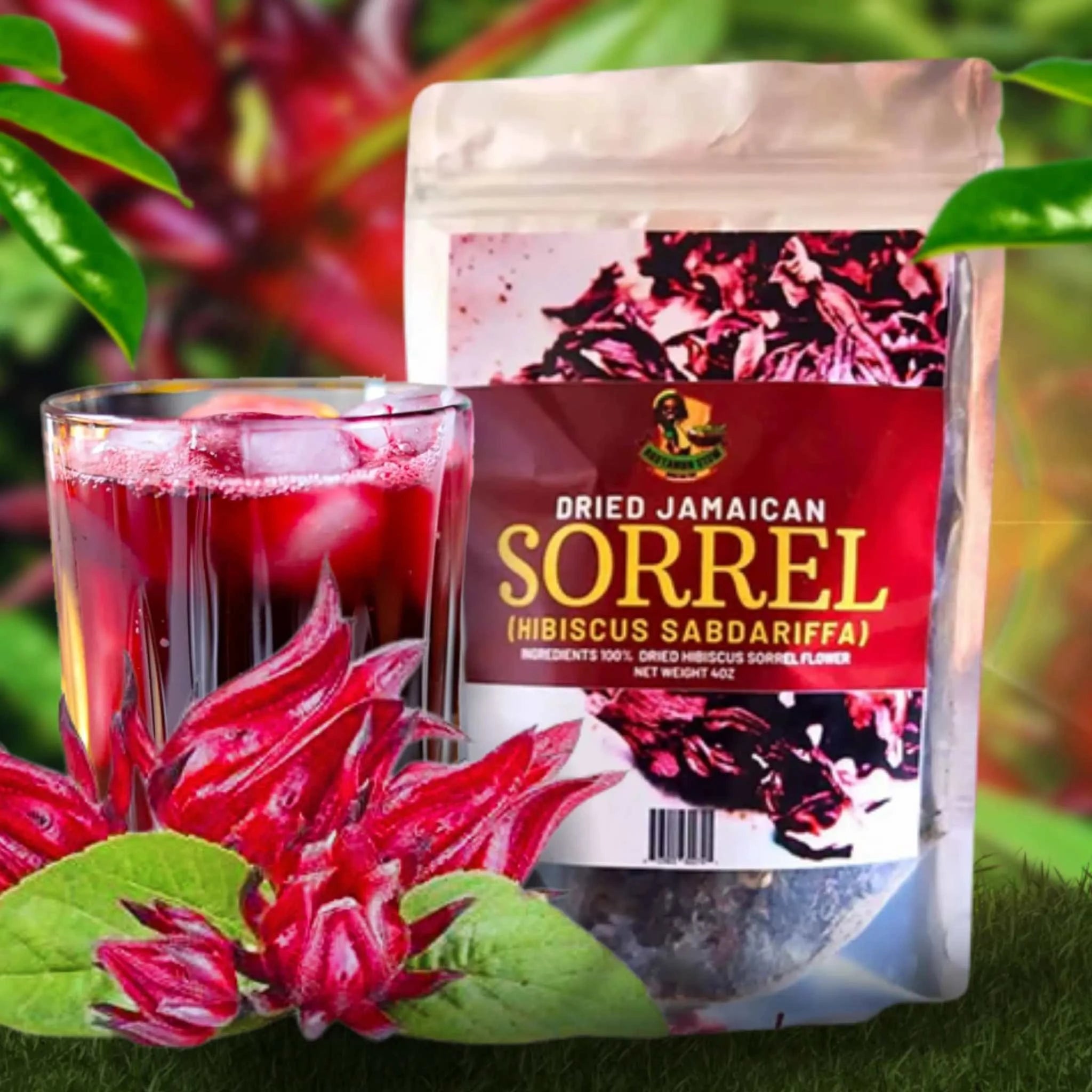 Dried Jamaican Sorrel Hibiscus with tea and fresh sorrel calyx.
