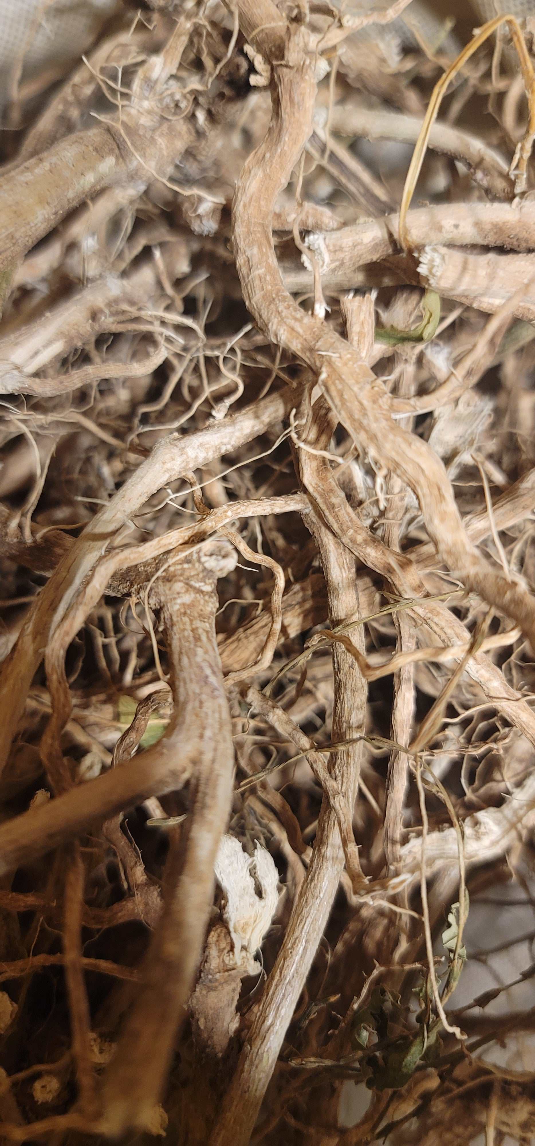 Guinea Hen Weed roots and stems for Rastaman Stew Tea.