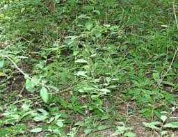 Guinea Hen Weed plant used in Rastaman Stew Brand tea, showing leaves and stems.
