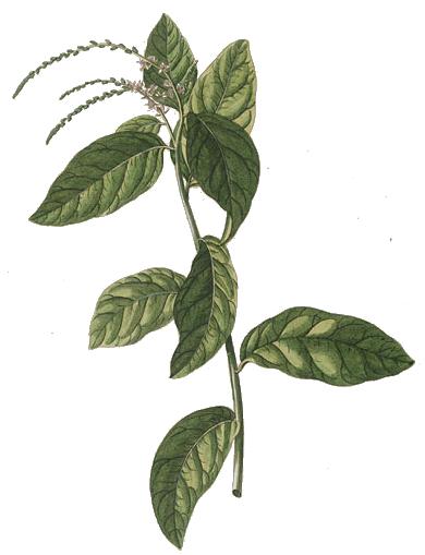 Guinea Hen Weed plant illustration for Rastaman Stew Brand tea.