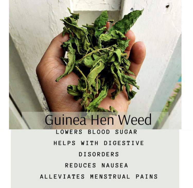 Guinea Hen Weed Tea benefits; lowers blood sugar, digestive aid, nausea relief.